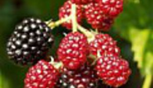 Najbolja prozna petorka 2002. po Jutarnjem listu