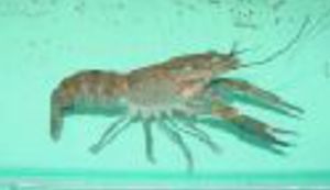 Pronađena beštija koja se razmnožava bez oplodnje