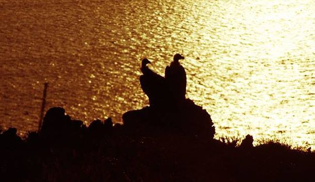 UGROŽENA VRSTA: Pored skupog oporavilišta za supove, ptice završile u nastambi za lavove ZOO vrta