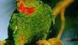 Slijedi nam život bez ptičjeg pjeva