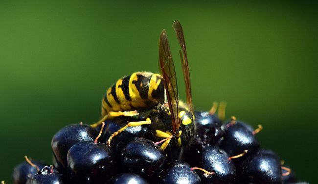 BILJEŽNICA ROBIJA K.: Lov na Todorića
