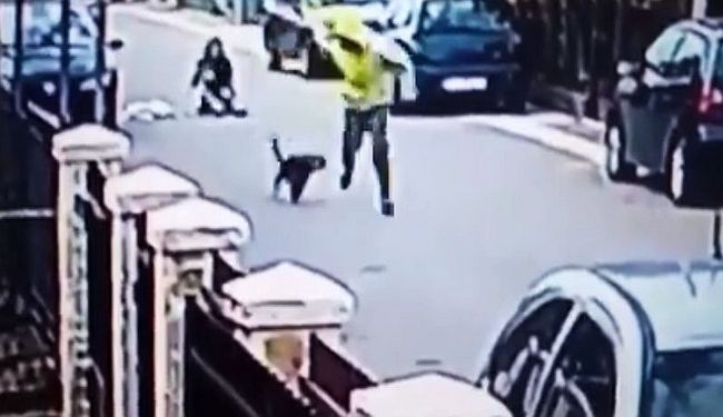 KAKO JE MEDO POSTAO HEROJ PODGORICE: Ulični pas obranio djevojku ujedajući razbojnika za guzicu