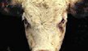 Sunny Flirt - živuća legenda Velike Britanije