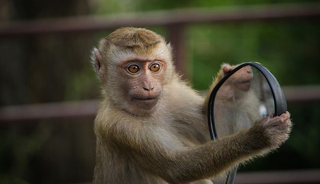 PRIČA O JASKU I VEJSILU: Drugovi se ne prodaju