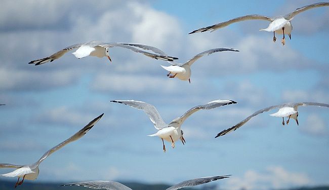 BILJEŽNICA ROBIJA K.: Mesarska priča