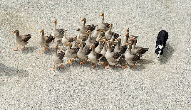 BILJEŽNICA ROBIJA K.: Problem kulture