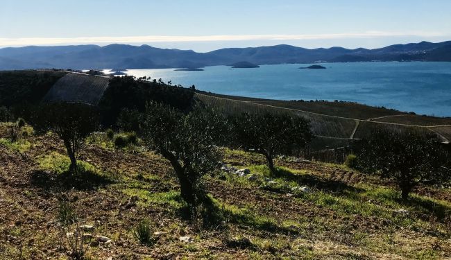 BILJEŽNICA ROBIJA K.: Balada o maslinama