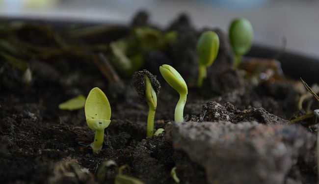 ZERO WASTE U ŠKOLI: Valjda će naša djeca nešto naučiti