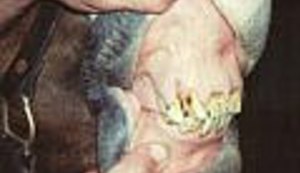 I životinje peru zube