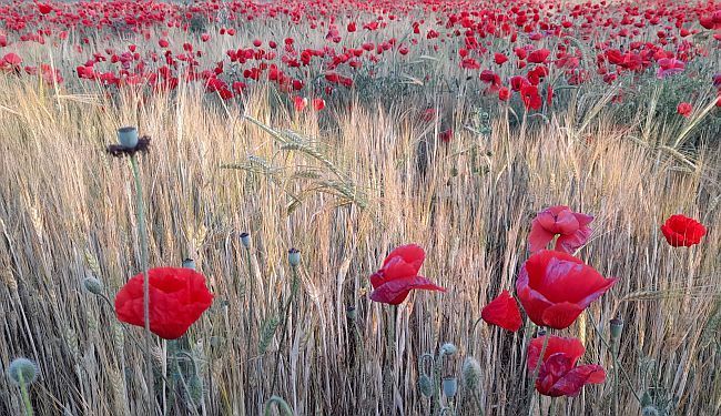 SLAVOJ ŽIŽEK: Svet pesnika i dželata