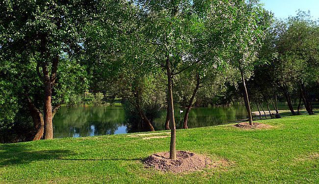 400 STABALA ZA 400 UBIJENIH ŽENA: Park Bundek postaje mjesto sjećanja