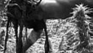 I organizatori griješe