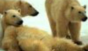 "Uličarke" u akciji