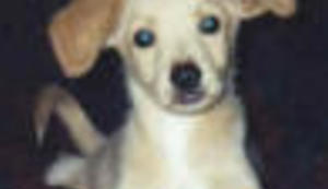 Čudo (pre)viđeno - stop ubijanju cuka i maca