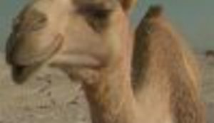 Lupiga preporučuje poslovnu inicijativu