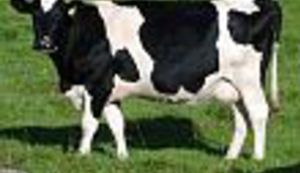 Vau, vau, mjau, mjau, kev, kev, kev ...