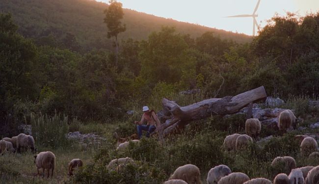 VUČJA GOZBA: Kad vukovi hrane teorije zavjere