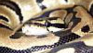 U zagrebačkom zoološkom drpili pitona