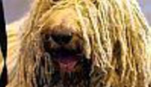 Moj je Olaf, moj pas, gotovo je član moje obitelji ...