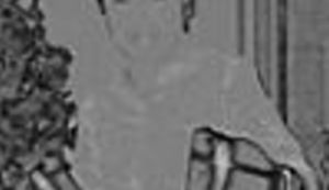 Mušica tusta novi je Lupež, dapače kolumnist