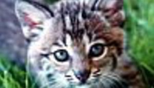 Violent Femmes na Balkanu