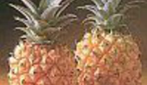 Hrvatsko – bosanski rječnik