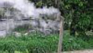 Koji je ovo ... vrsta?