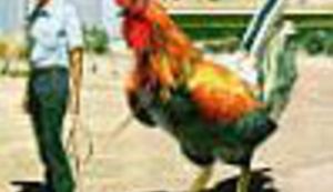 Seks na zambijski način