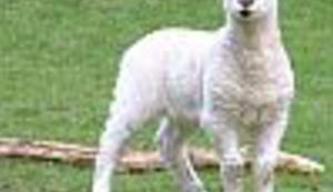 Politički korektan meni