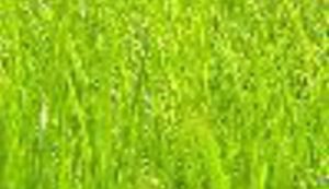 Hrvatskim bagerom na srpsku travu