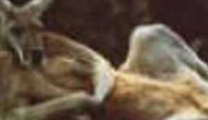 Čovjeka ne oplemenjuje rad nego - ljenčarenje!