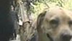 TRAMVAJ PO ZAGREBAČKI: Gdje mi to živimo?