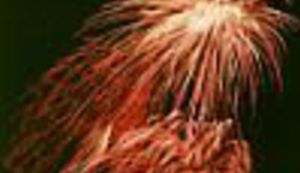 Ne propustite: Interliber 2004.