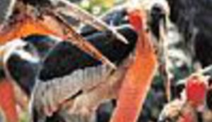 "Prijatelji životinja" skandiraju - Vlatka Pokos je sramota Hrvatske!