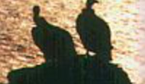 Osnovnoškolci o bjeloglavim supovima