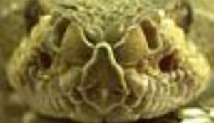 Ozgo leđa ozdo leđa