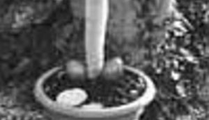 Gen senzacionalizma - Teatar gen