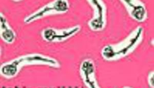 'Tvoj se dida, draga Cvito, nije puno promijenio ni uozbiljio'