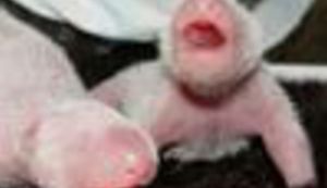 U samo tjedan dana dvije rijetke životinjske vrste dobile mladunčad