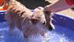 Krk - prava gesta prema ljubiteljima životinja