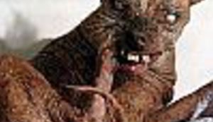 Eutanaziran Sam - najružniji pas svijeta