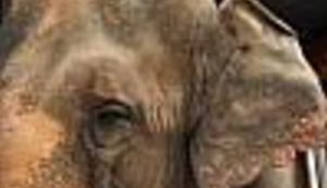 Najžešći i najbrutalniji trener slonova u Europi razveseljavat će osječke mališane