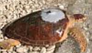 Put kornjače: Calypso nadomak Korčule