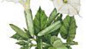 Najavimo rat biljkama!