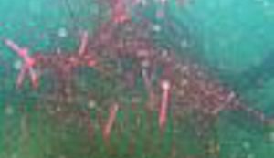 Jarunski ronioci izvukli okićenu jelku iz jezera