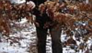 Enes Halilović: Toliko je bilo zla na Balkanu da se stvari koje su normalne proglašavaju velikima