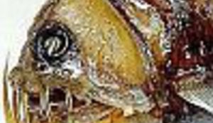 Čudovišta iz morskih dubina