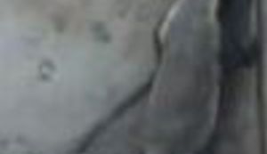 Zapanjujuće mudre životinje