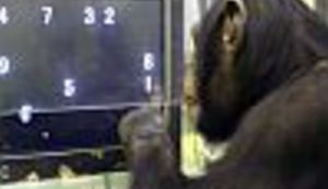 Testirajte majmuna u sebi