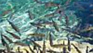 Provjerite na koju ćete plažu ovo ljeto